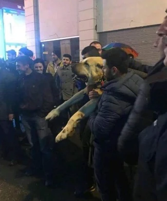 Hollanda Konsolosluğu önünde Kangal köpekleriyle protesto