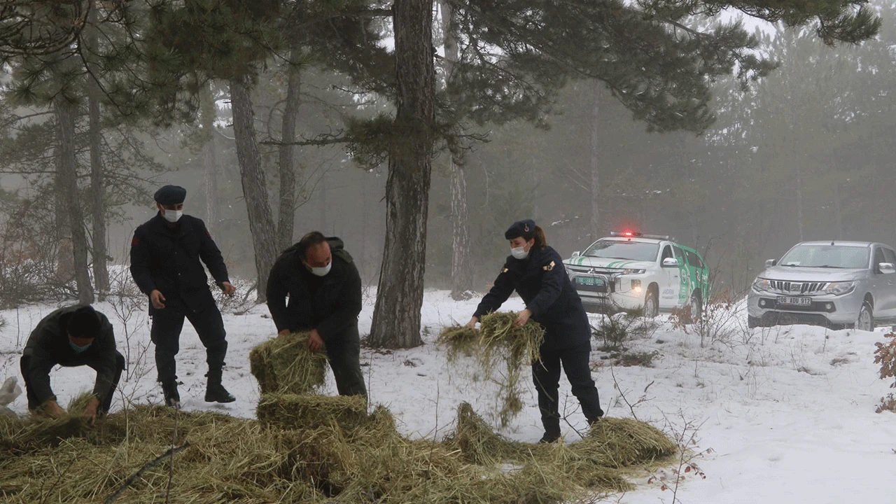 Çankırı’da jandarma ekipleri yaban hayvanlarını besledi