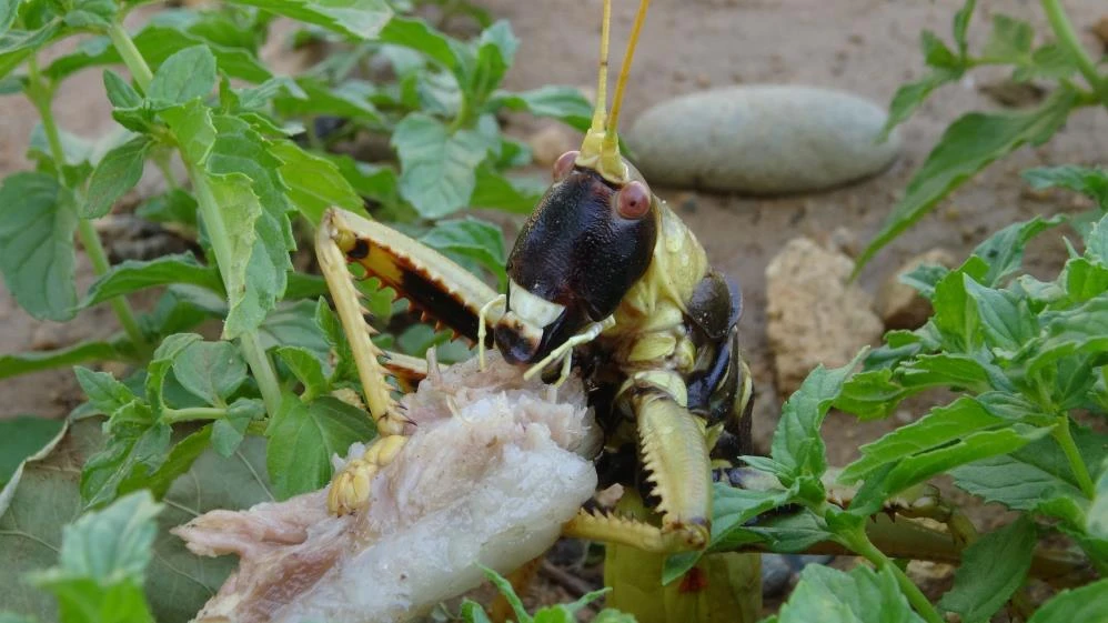 Et yiyen dev çekirgenin mangal keyfi