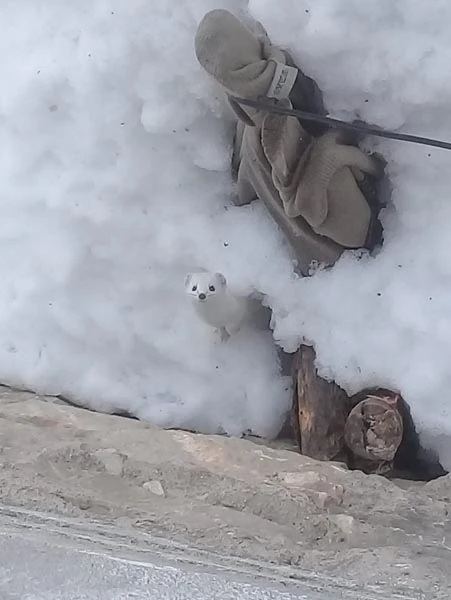 Beyaz Gelincik, Tunceli'de görüntülendi