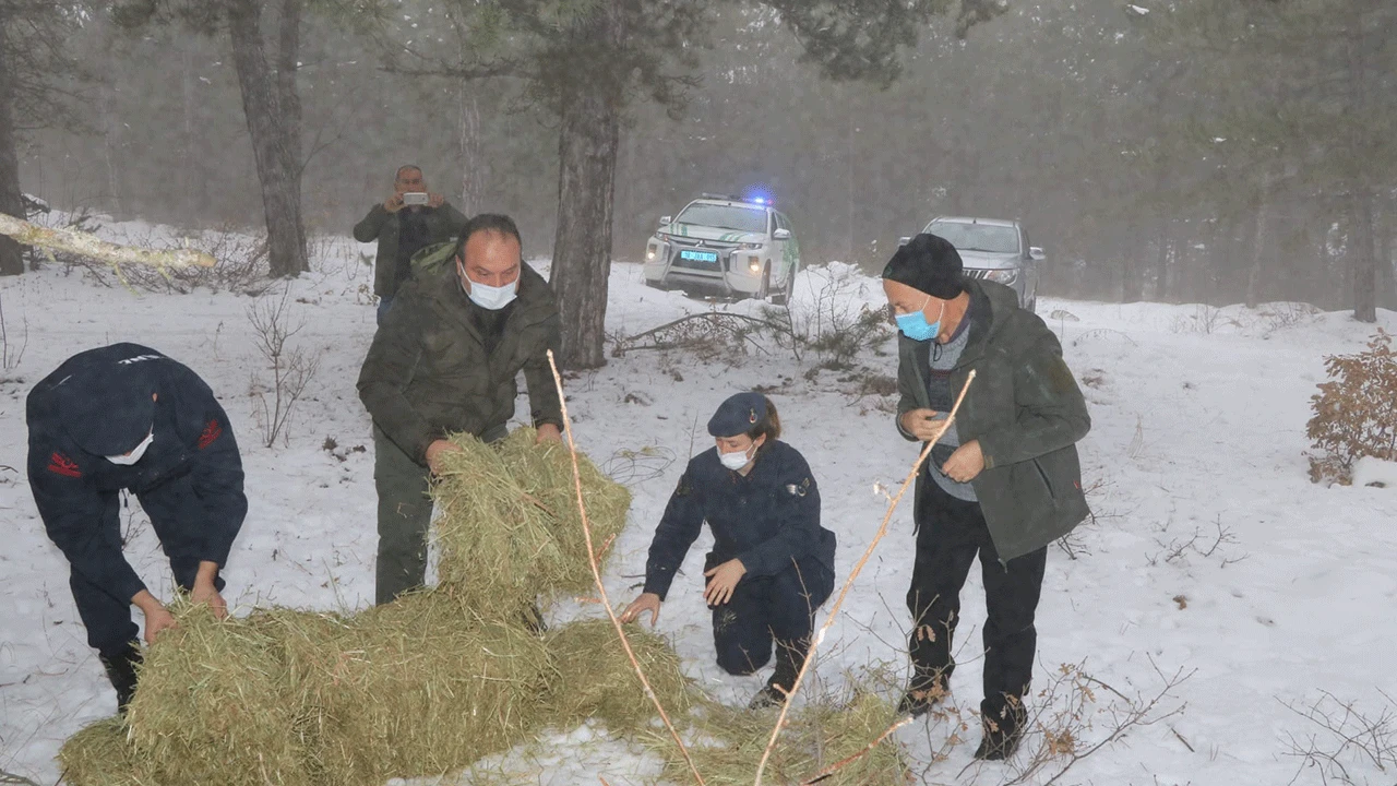 Çankırı’da jandarma ekipleri yaban hayvanlarını besledi