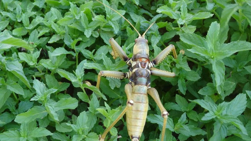 Et yiyen dev çekirgenin mangal keyfi