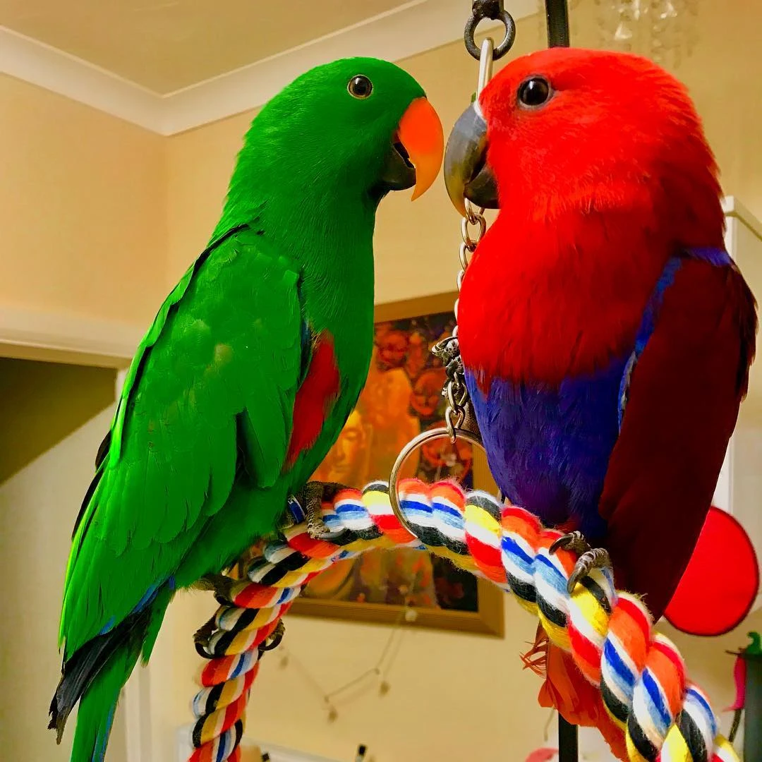 Papağan Türleri İsimleri Özellileri Ve Ömürleri