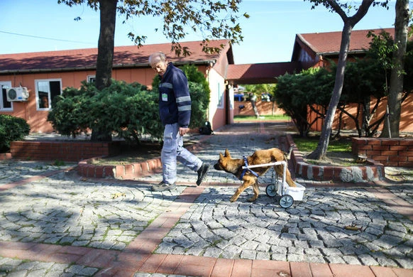 Felçli köpek su borusu ve kovayla hayata tutundu