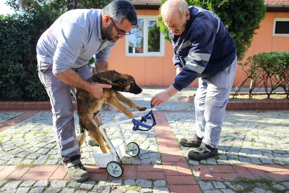 Felçli köpek su borusu ve kovayla hayata tutundu