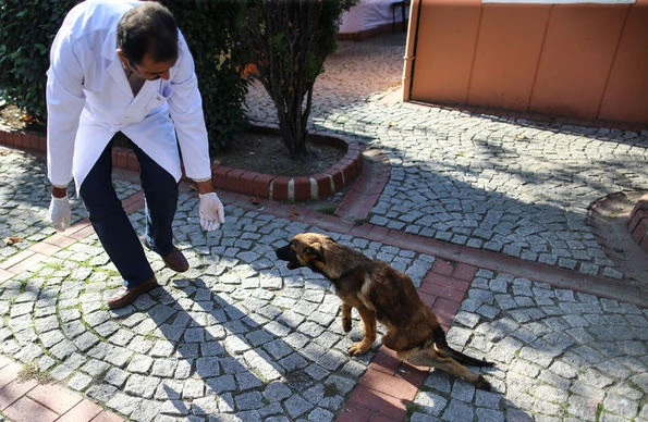 Felçli köpek su borusu ve kovayla hayata tutundu
