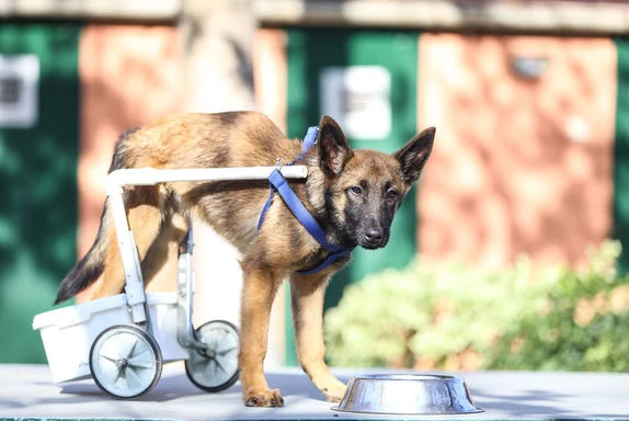 Felçli köpek su borusu ve kovayla hayata tutundu