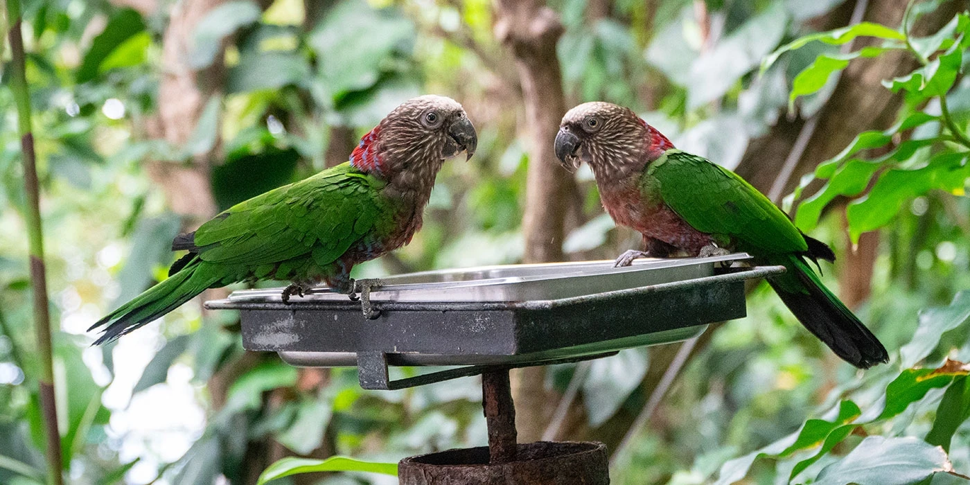 Papağan Türleri İsimleri Özellileri Ve Ömürleri