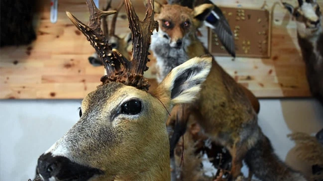 Onlarca hayvana yeniden form vererek sergiliyor