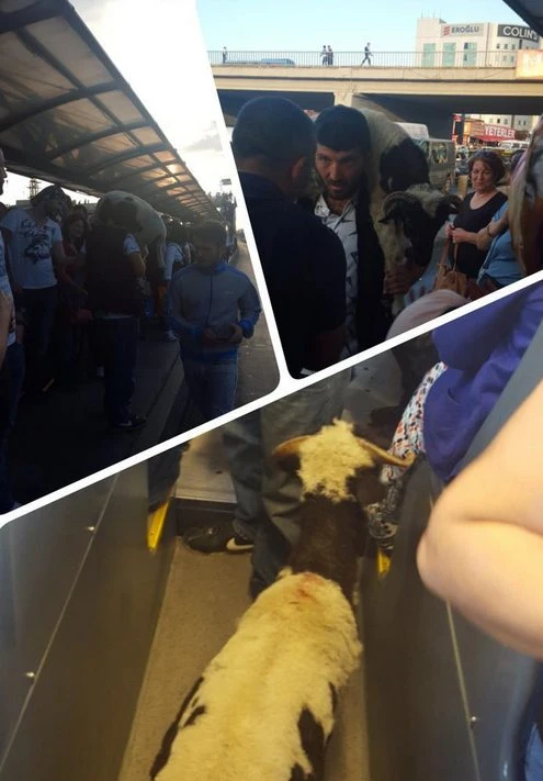Kurbanlık koçu metrobüse bindirdi