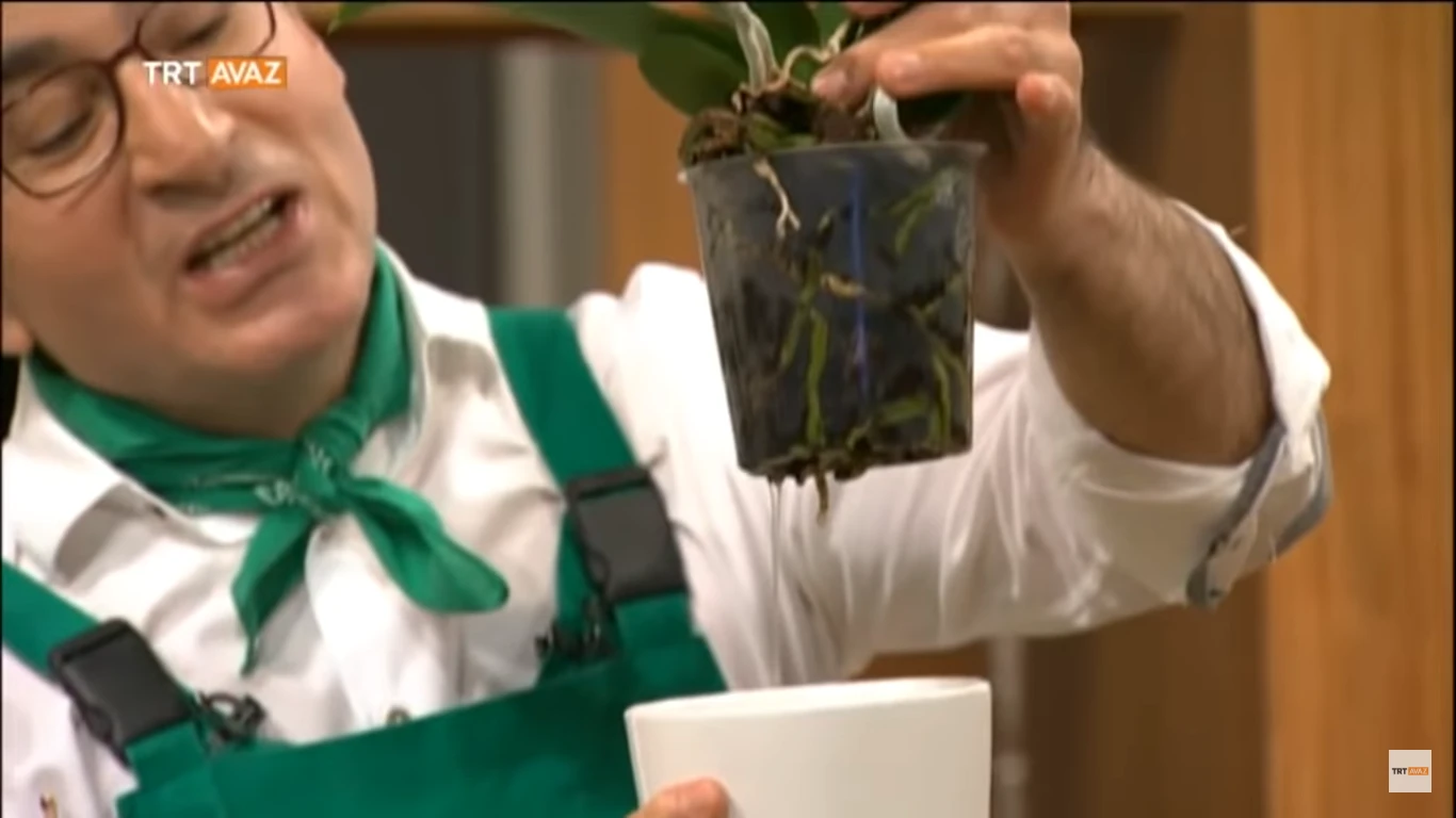 Orkide nasıl bakılır sulanır, Evde orkide bakmanın püf noktaları