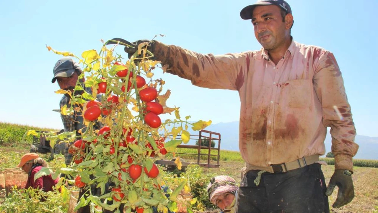 Girdi maliyeti domatesi vurdu: Fiyatlar yükselecek!