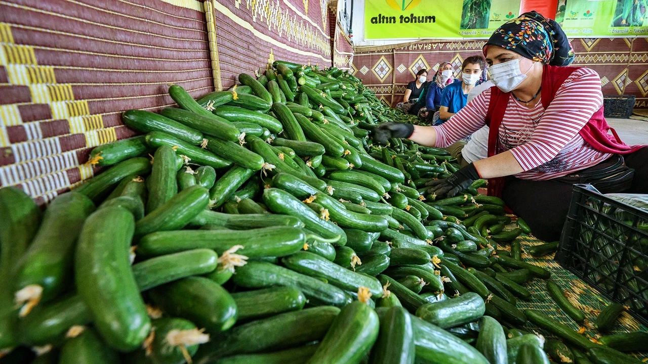 Salatalığın tarladan çıkışı 4 TL'yi geçti