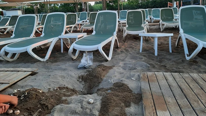 Bakanlık harekete geçti: Caretta katliamına soruşturma