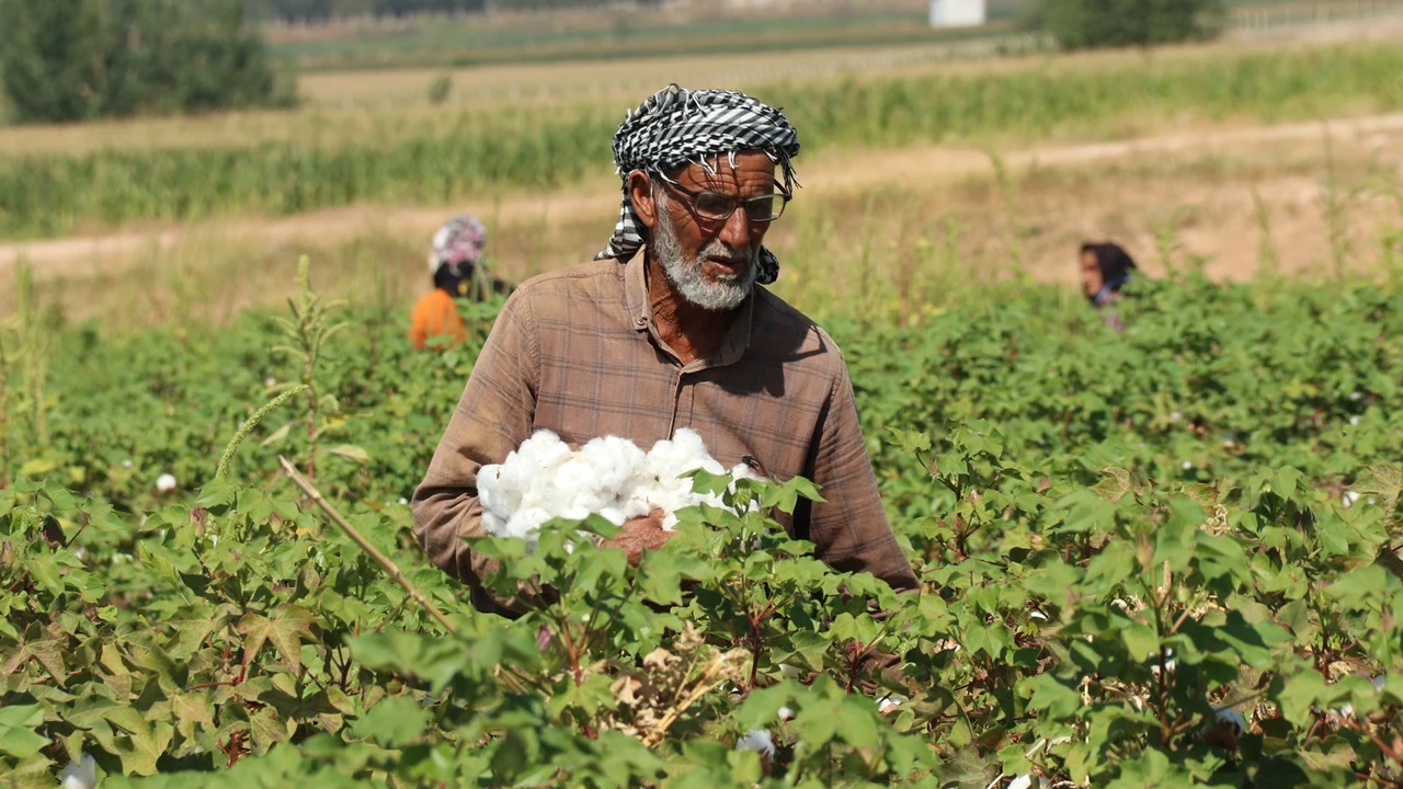 Şanlıurfa'da 'beyaz altın' hasadı başladı