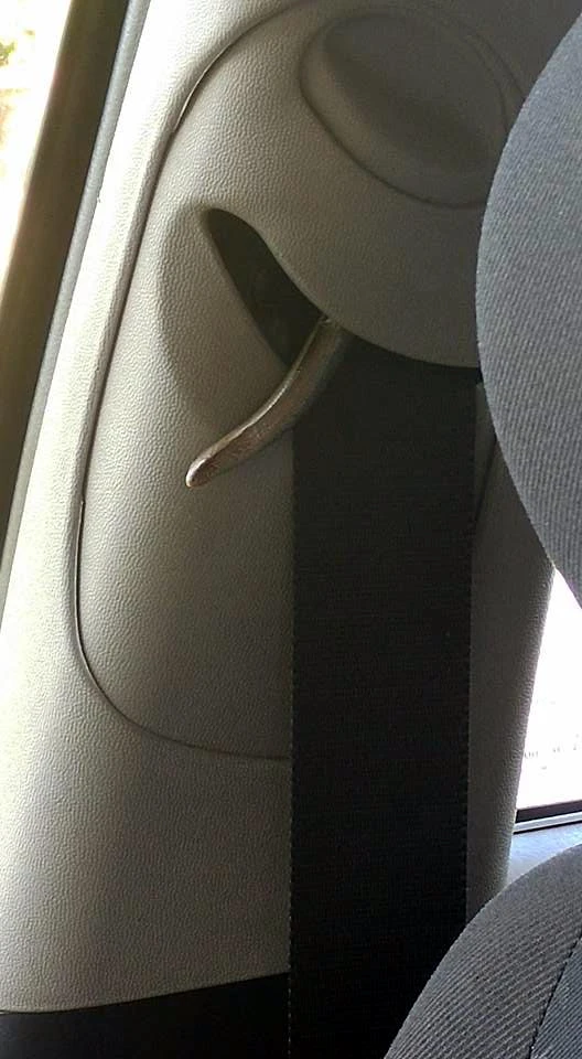 Emniyet kemerinin makara yuvasına yılan girdi