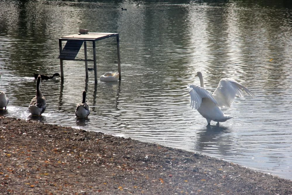 Aşk acısı erkek kuğunun psikolojisini bozdu: 'Prenses' 'Kral'ı yalnız bıraktı