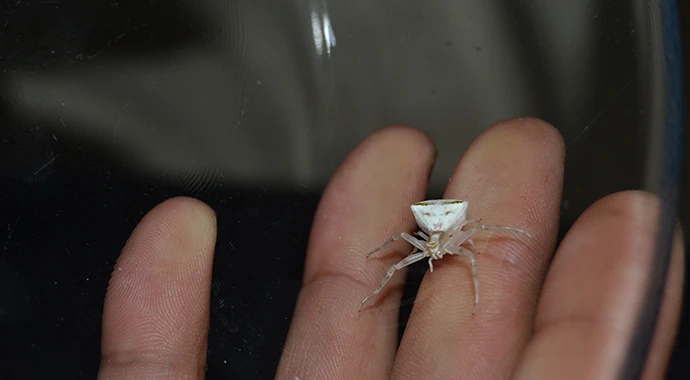 İnsan yüzlü örümceğe gözü gibi bakıyor