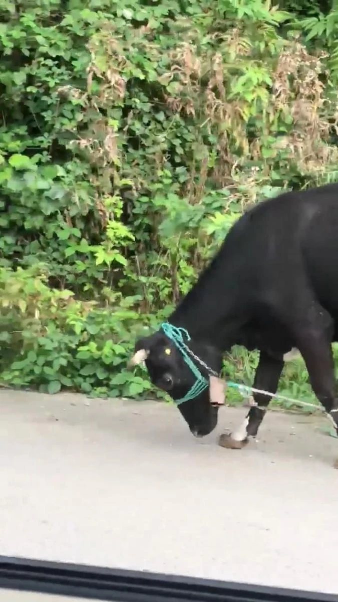 Giresun'da büyükbaş hayvanlara işkence iddiası!