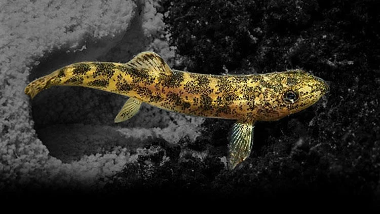 Mehmetçik buldu, bilim adamları şaşırdı: Hayret verici bir durum…