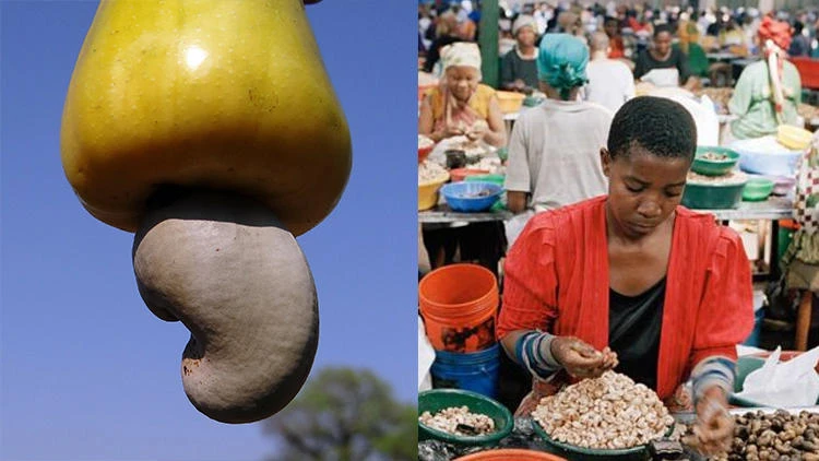 Kaju fıstığı krizi orduyu alarma geçirdi