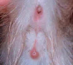 Kedinin cinsiyeti nasıl anlaşılır, Yavru kedinin cinsiyete nasıl bakılır?