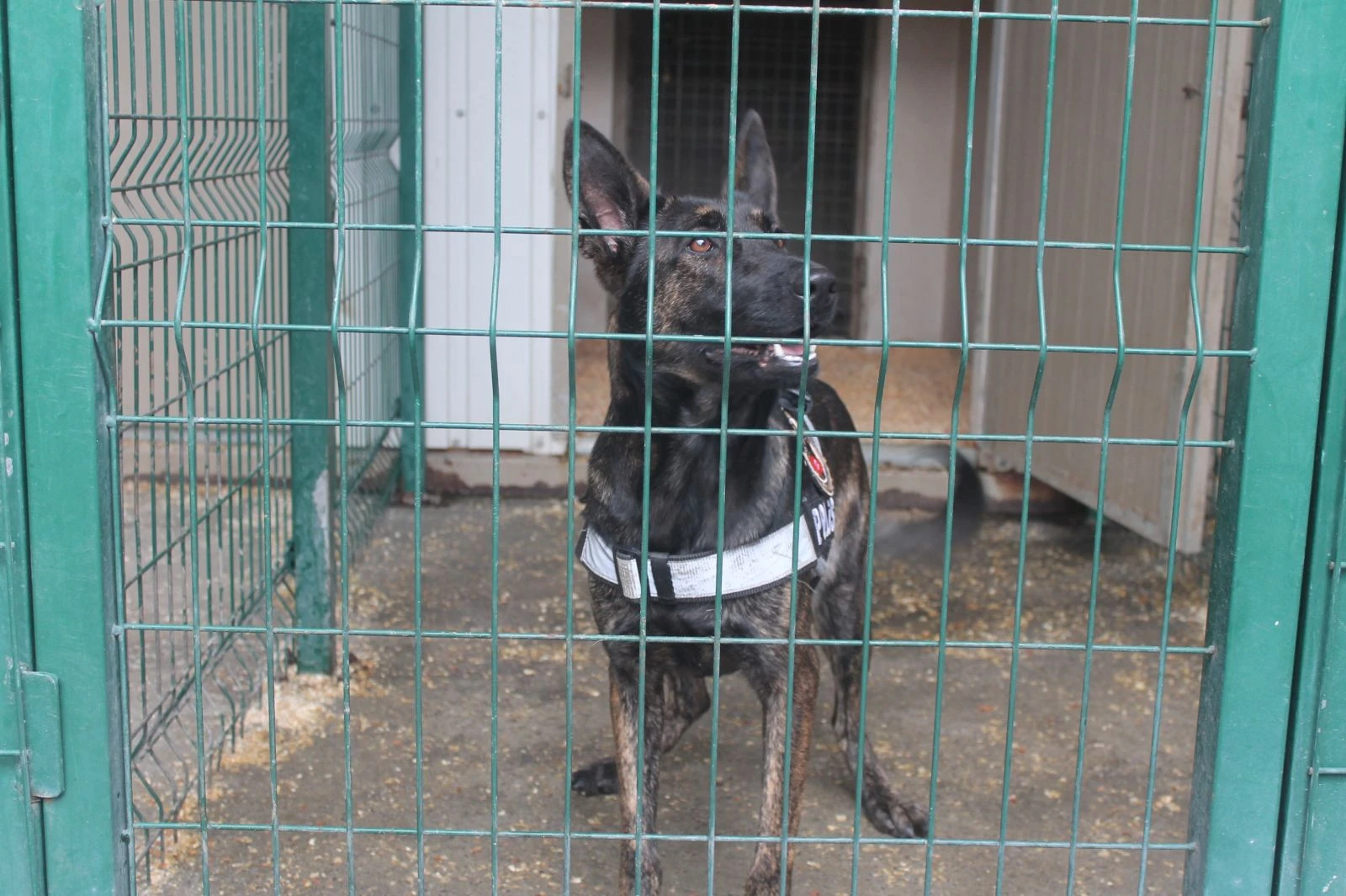 Kaşıkçı bu köpekle arandı