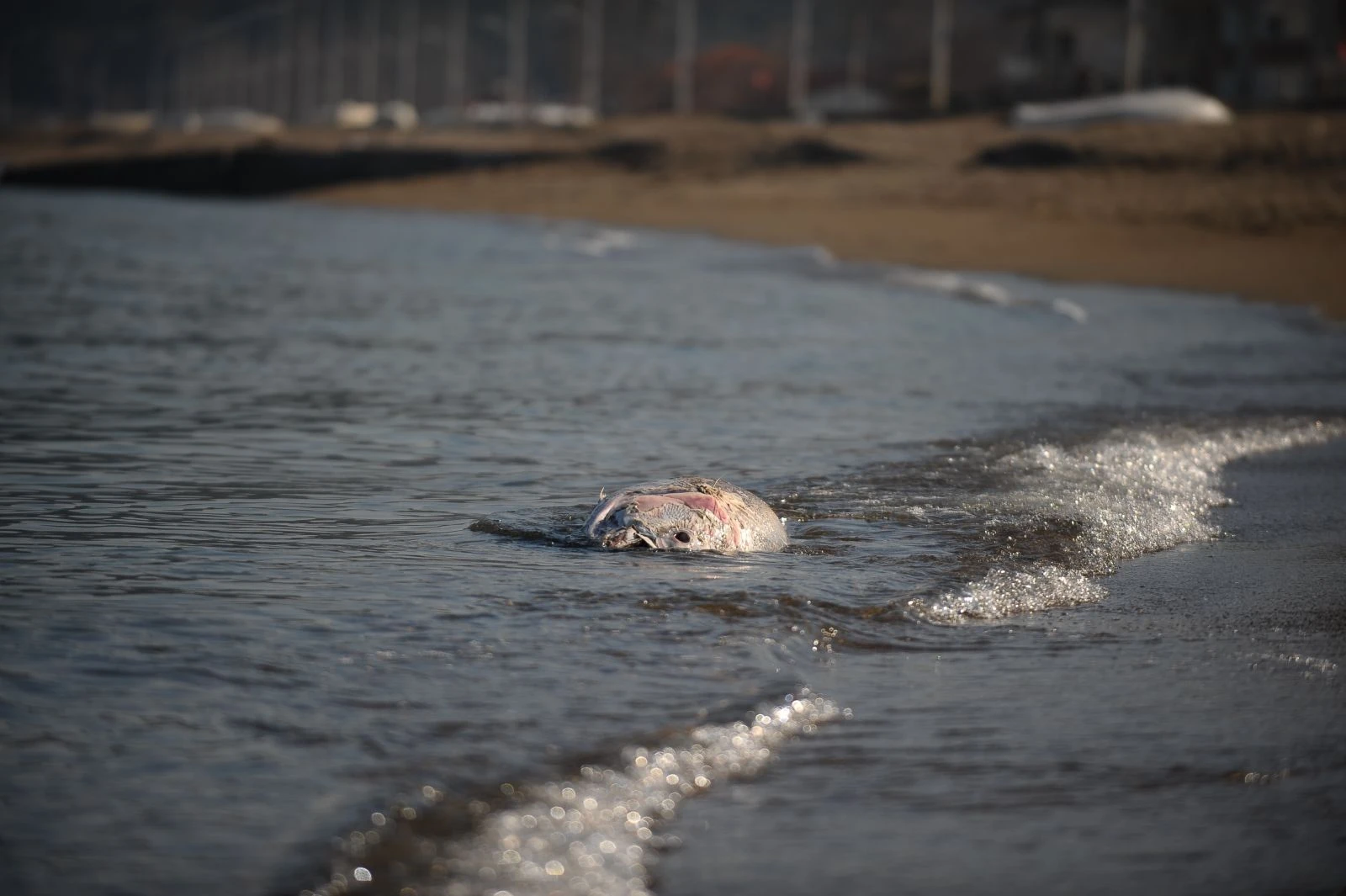 Yarım tonluk ölü orkinoslar karaya vurdu