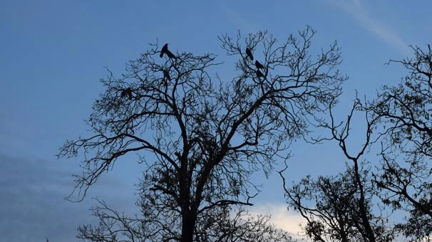 Kuş avlayayım derken 9 yaşındaki çocuğu vurdular!