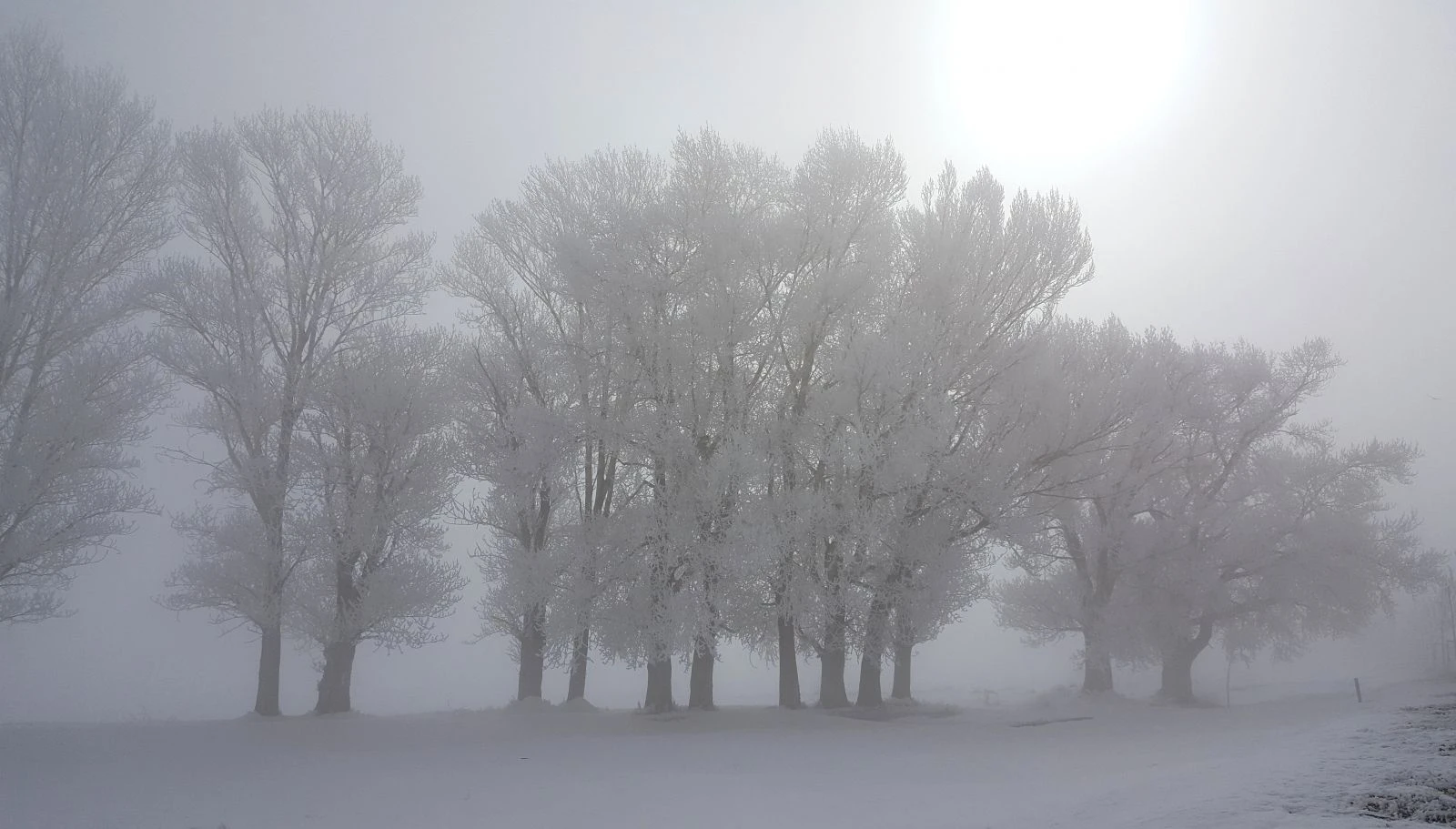Erzurum'da düşen kırağı sonrası görsel şölen