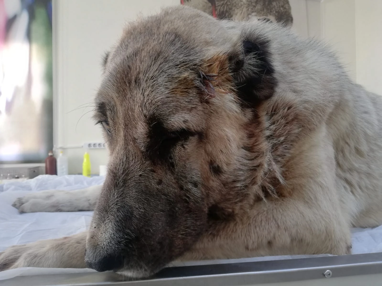 Vücuduna 150 saçma isabet eden köpek, yaşama tutunmaya çalışıyor