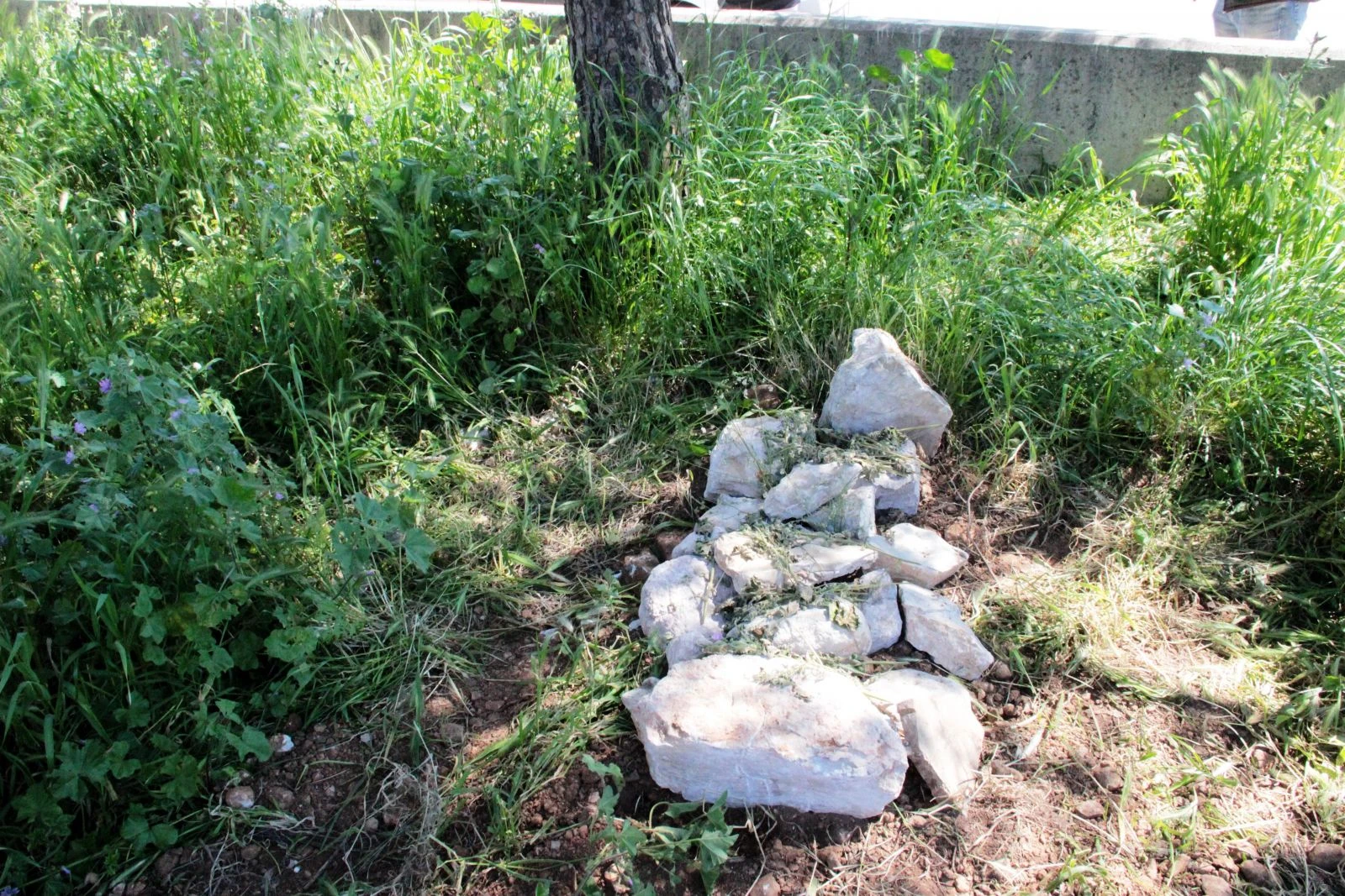 Boş arazide bulunan mezar ekipleri harekete geçirdi