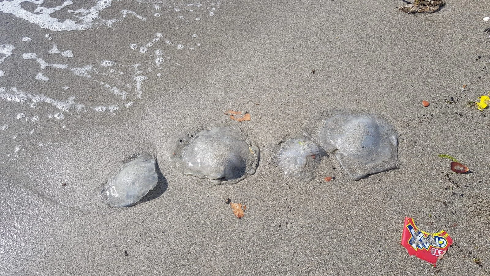 Ölü denizanaları sahile vurdu