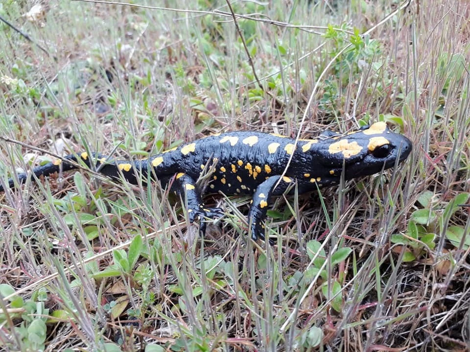 Adana'da nesli tükenmekte olan semender bulundu