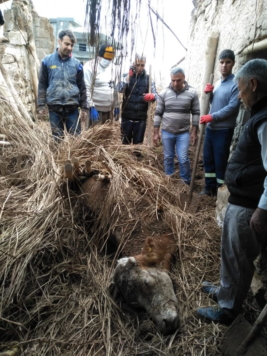 Yağış nedeniyle çöken ahırda gebe inek telef oldu