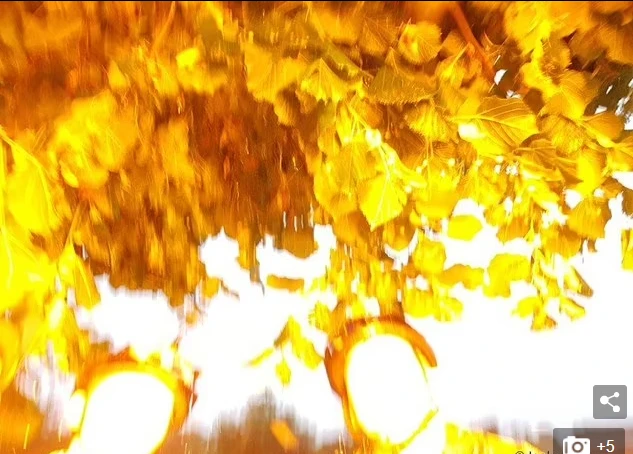 Yağmurdan kaçıp sığındıkları ağacın altında fotoğraf çekerken yıldırım çarptı