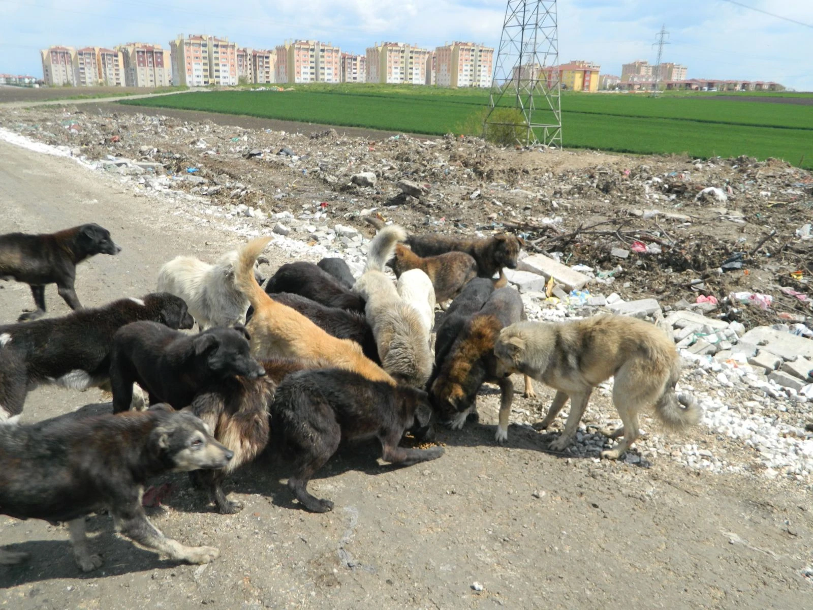 Çöplükteki onlarca hayvanı doyurdular