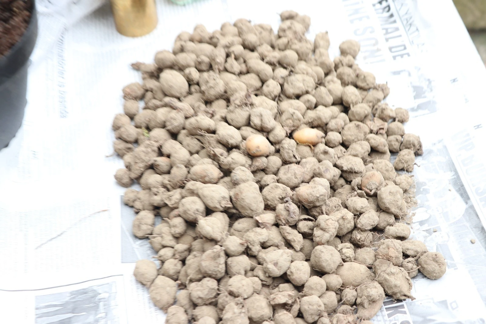 Salebin kilosu bu sene 1000 TL