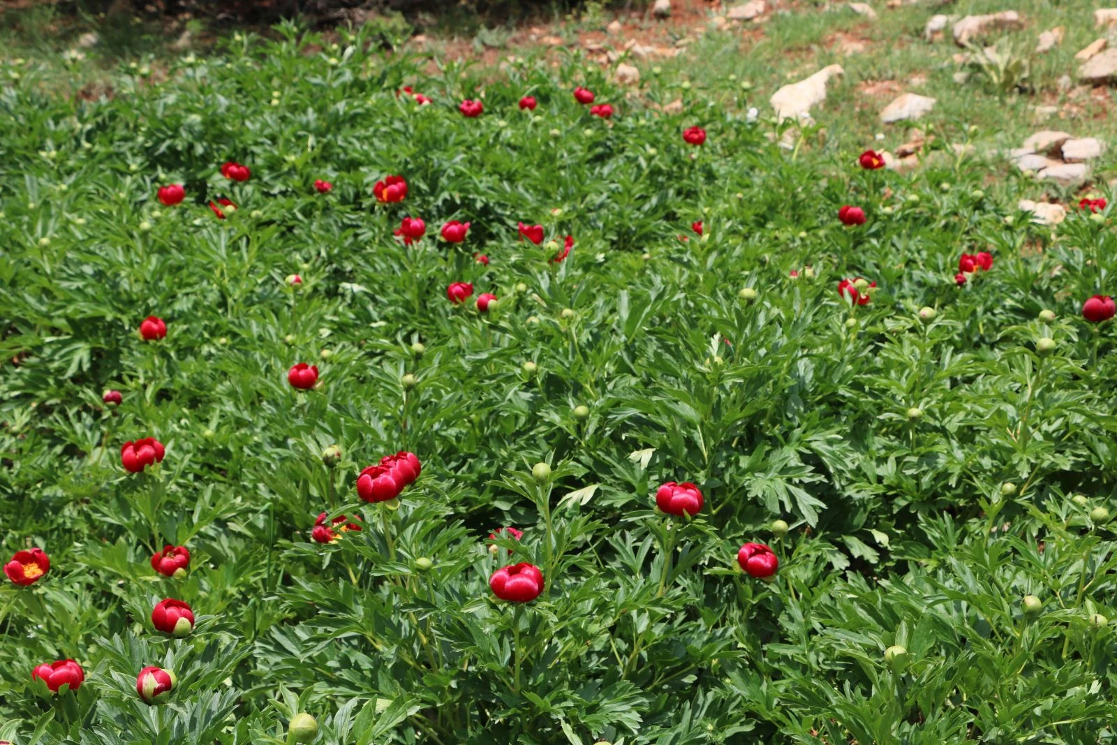 'Ayı gülü' açtı... Koparmanın cezası 60 bin lira