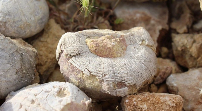 Adıyamanlı çoban 85 milyon yıllık fosil buldu