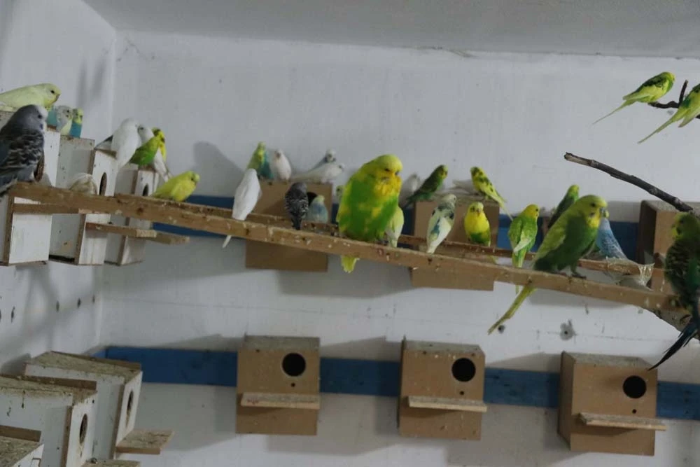 Evinde 130 kuşla yaşıyor