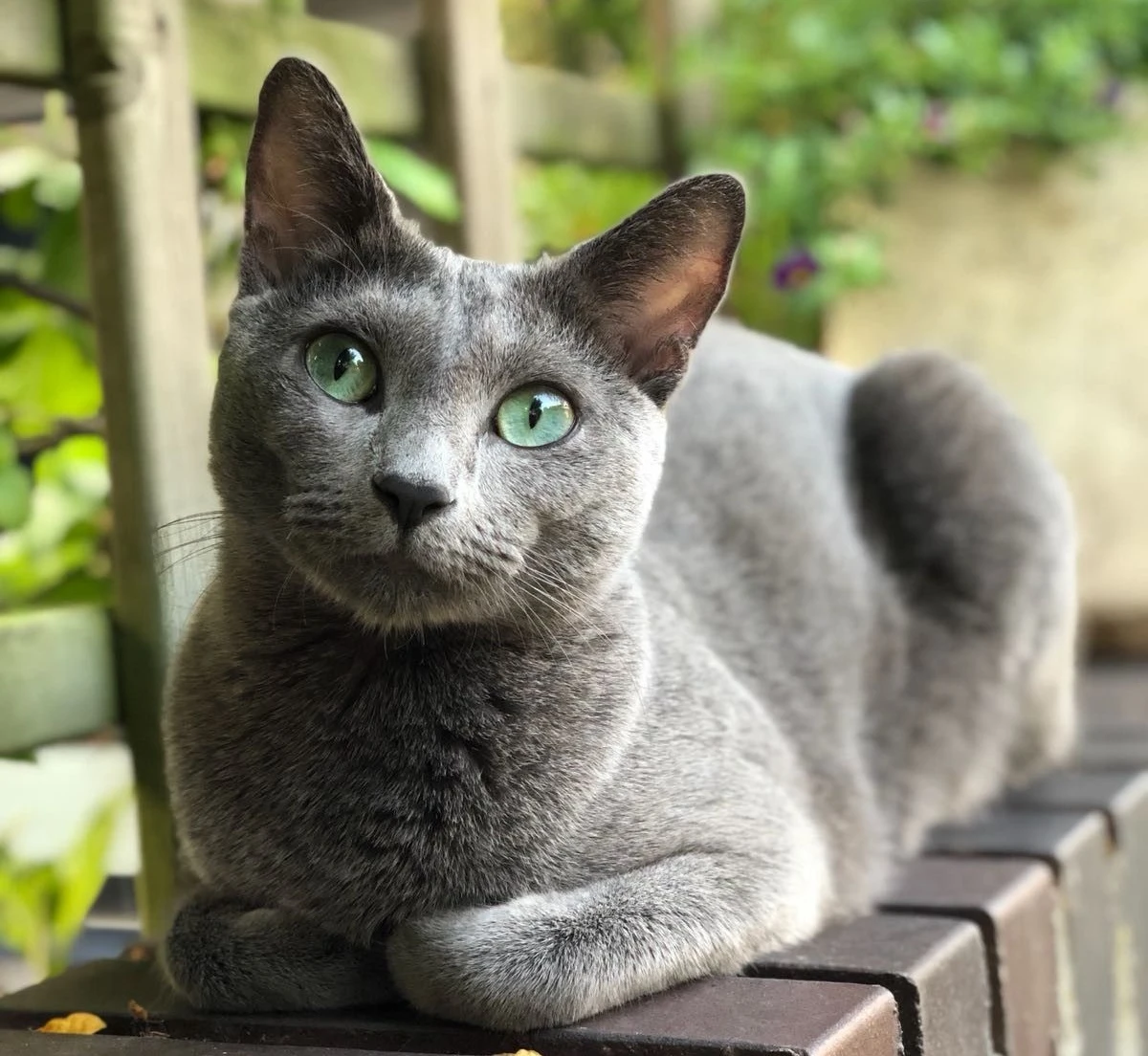 Kedi Tür ve Irkları Kedi Irklarının Karakteristik Özellikleri