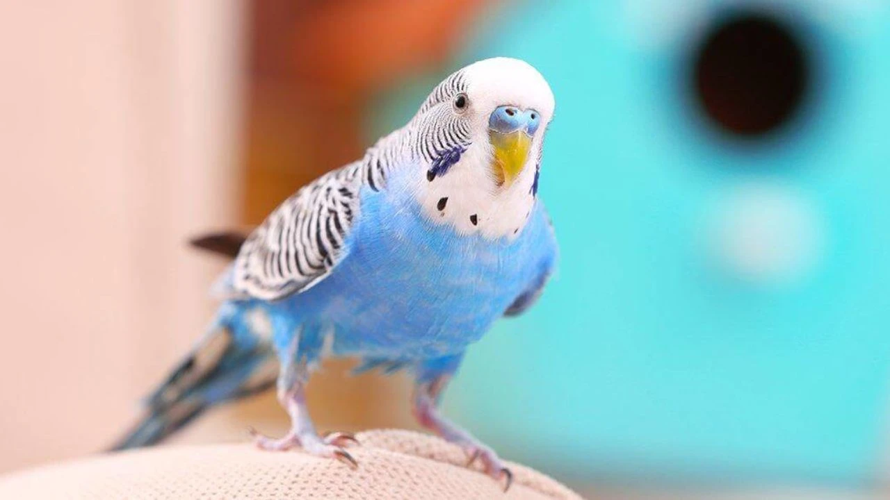Papağan Türleri İsimleri Özellileri Ve Ömürleri