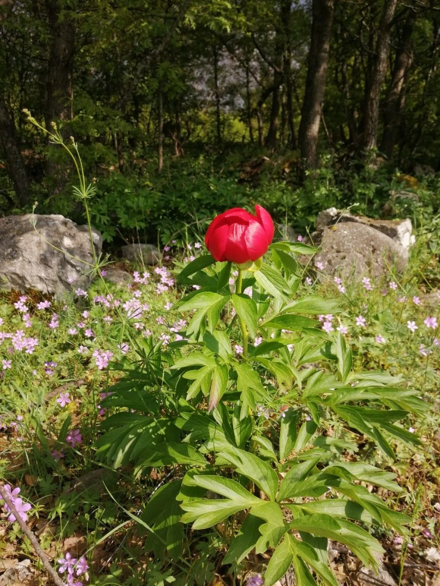 Türkiye'de birkaç ilde yetişiyordu, Bilecik'te ilk kez görüldü