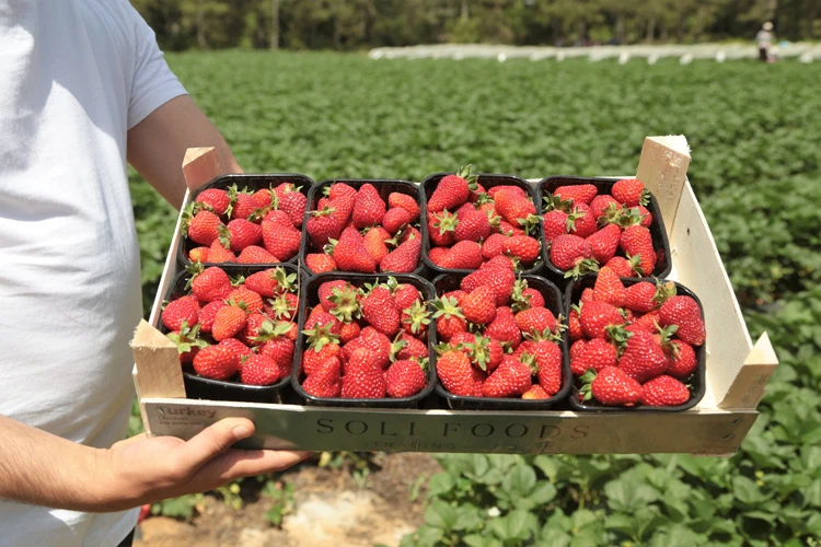 Tersine göçün başladığı dağ köyünde şimdi de ihracat sevinci