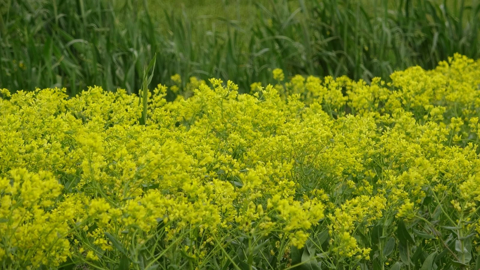 Van’ın yaylaları çiçeklerle bezendi