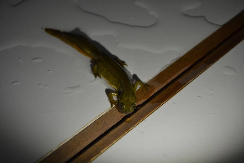 İlk önce balık sandığı canlı bakın ne çıktı