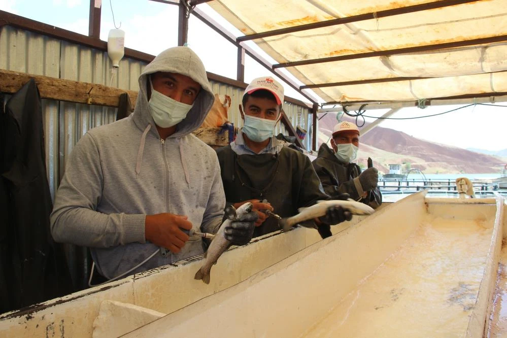 Denize kıyısı olmayan Sivas’tan dünyaya somon ihracatı