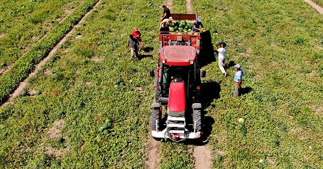 Karpuz üreticisinin '40 kuruş' isyanı