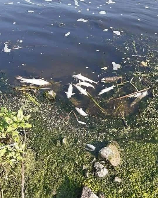 İstanbul kirleniyor! Yapılan hatalar çevre felaketini getirdi